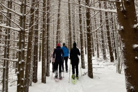 Group snowshoeing through snow covered trees