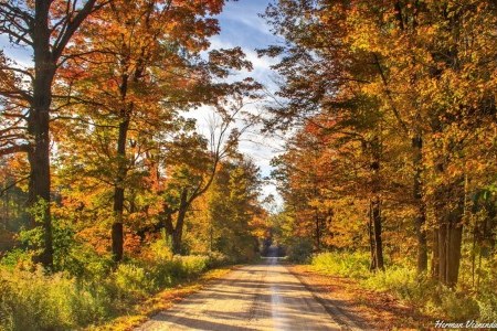 Path in autumn with trees