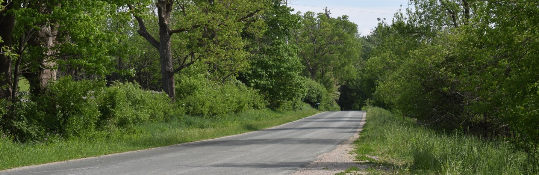 Road surrounded by trees
