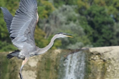 Heron flying