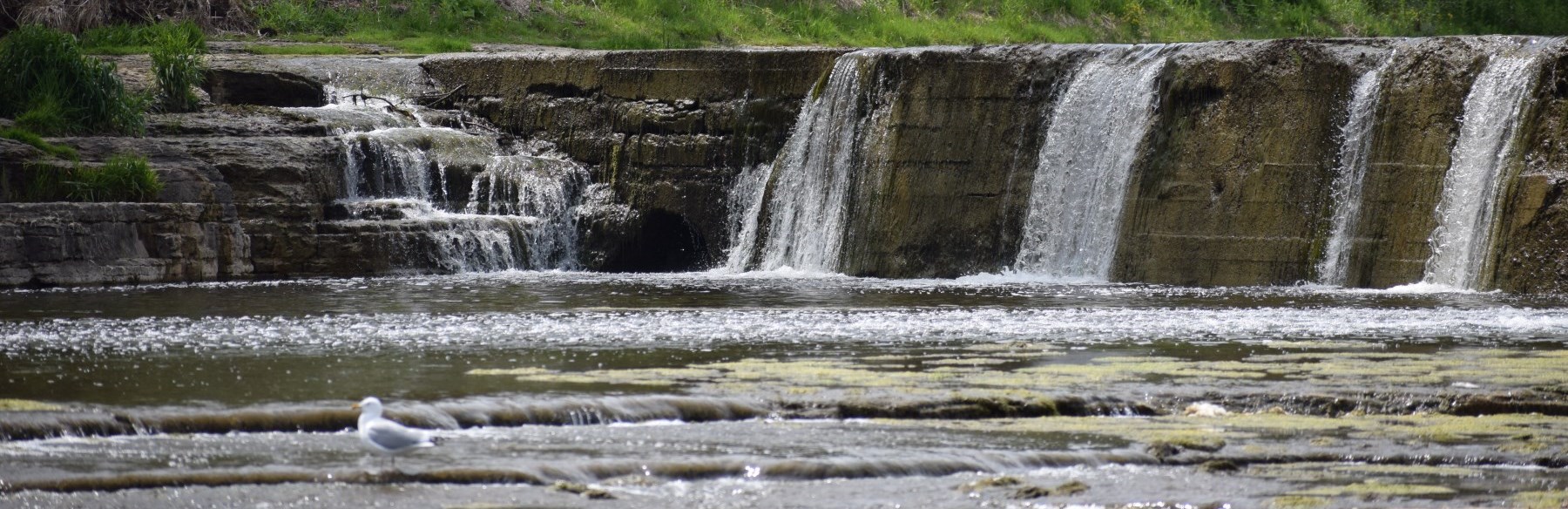 Water fall with seagull standing on rocks in river