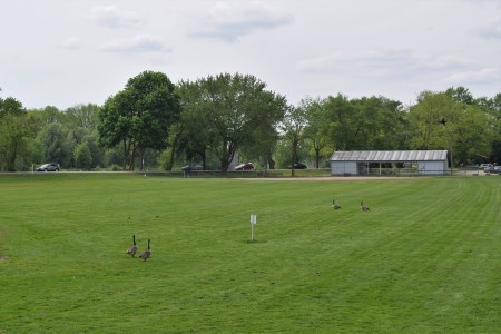 Green space with geese walking around